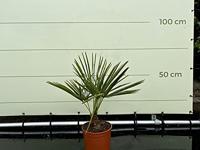 Palmboom - Trachycarpus Fortunei - thumbnail