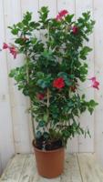 Dipladenia Mandevilla Sundaville rood 90 cm klimplant op bamboestokken kuipplant Warentuin Natuurlijk - Warentuin natuurlijk - thumbnail