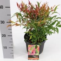 Hemelse bamboe (Nandina domestica “Tuscan Flame”®) heester - 20-30 cm - 6 stuks - thumbnail