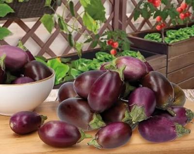 Patio Veggies Aubergine Patio Baby F1 zaden Buzzy - Buzzy Patio Veggies Aubergine Patio Baby F1 zaden Buzzy - Buzzy