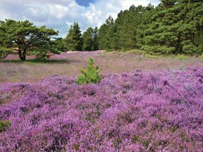 Paars heideveld 70x50cm Tuinschilderij Customize-it - Customize it Paars heideveld 70x50cm Tuinschilderij Customize-it - Customize it