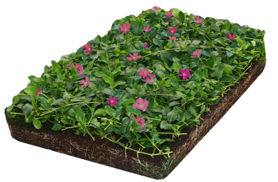 Plantenmat vasteplanten maagdenpalm Vinca Atropurpurea'prijs per 1m2 cm Covergreen - Covergreen Plantenmat vasteplanten maagdenpalm Vinca Atropurpurea'prijs per 1m2 cm Covergreen - Covergreen