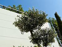 Olijfboom Pon Pon - Olea Europaea - thumbnail