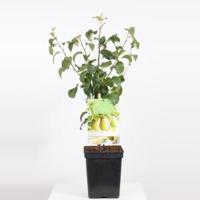 Perenboom Beurre Hardy (Pyrus Communis "Beurre Hardy") fruitbomen - thumbnail