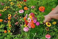 Zinnia Elegans zaden Dahlia bloemig reuzen mix - thumbnail