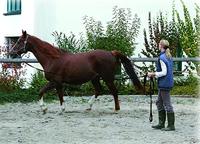 Longeerlijn donkerblauw 75 m - thumbnail