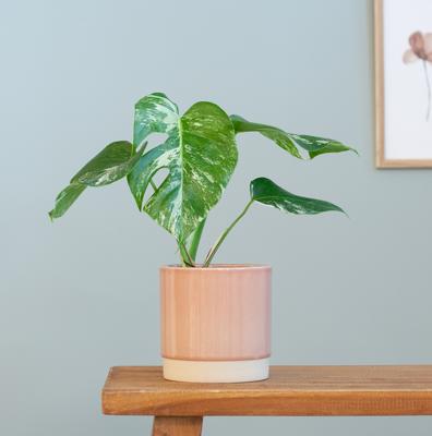 Monstera Variegata - P15