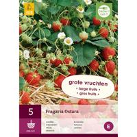 Aardbeienplant Ostara - thumbnail