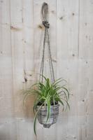 Graslelie in hangende pot beige/grijs Warentuin Natuurlijk - Warentuin natuurlijk - thumbnail