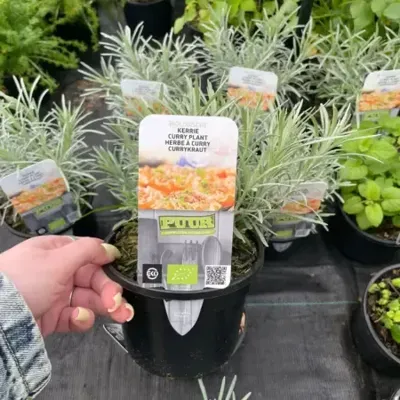 Puur kruiden Kerrie Puur kruiden Kerrie