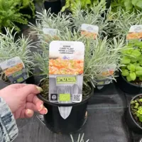 Puur kruiden Kerrie - thumbnail