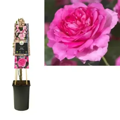 Klimplant Rosa Pink Climber - Klimroos Roze