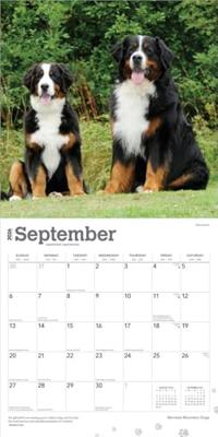 Berner Sennen Kalender 2026 Berner Sennen Kalender 2026