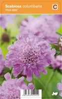 V.I.P.S. Scabiosa columbaria ''Pink Mist'' - duifkruid P9 - thumbnail