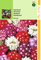 Zaden Verbena IJzerhard gemengd Hortitops - Hortitops - thumbnail