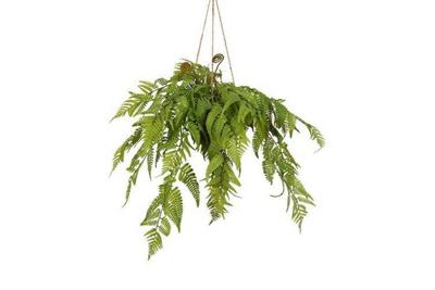 Decostar Arachniodes hangplant 49 cm groen