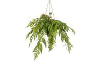 Decostar Arachniodes hangplant 49 cm groen - thumbnail