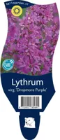 Lythrum sal. Dropmore Purple vaste plant Griffioen - Griffioen - thumbnail