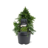 Sikkelden - thumbnail