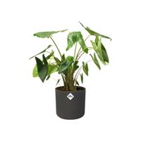 Bloempot B.for soft 18 cm antraciet elho - Elho - thumbnail