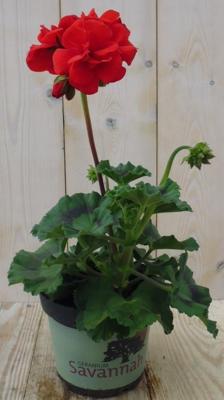 3 stuks! Geranium Pelargonium rood staand Warentuin Natuurlijk - Warentuin natuurlijk