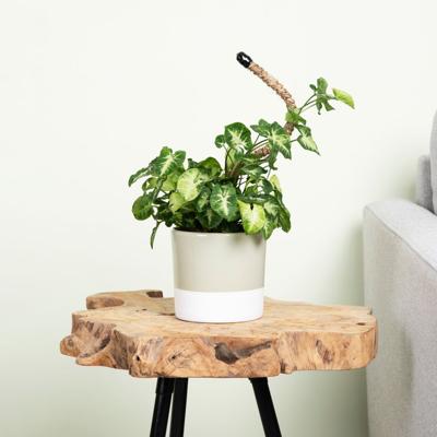 Syngonium Pixie - P12