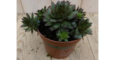 3 stuks! Vetplant Rotsplant Sedum rood Warentuin Natuurlijk - Warentuin natuurlijk