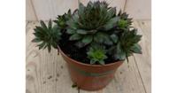 3 stuks! Vetplant Rotsplant Sedum rood Warentuin Natuurlijk - Warentuin natuurlijk - thumbnail
