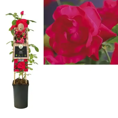 Klimroos (Rosa "Heidelberg") klimplant Klimroos (Rosa "Heidelberg") klimplant