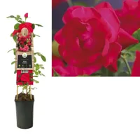 Klimroos (Rosa "Heidelberg") klimplant - thumbnail