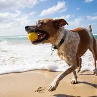 Waboba Pet Fetch Ball - thumbnail