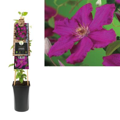 Rode bosrank (Clematis "Ernest Markham") klimplant Rode bosrank (Clematis "Ernest Markham") klimplant