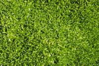 Mosplant - thumbnail