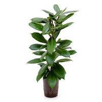 Ficus cyathistipula 2pp M hydrocultuur plant - thumbnail