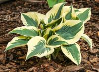 Hartlelie - thumbnail