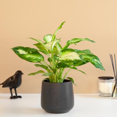 Dieffenbachia Camilla - P12