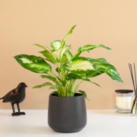 Dieffenbachia Camilla - P12 - thumbnail