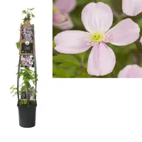 Roze bosrank (Clematis montana "Rubens") klimplant 120 cm - thumbnail