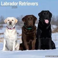 Labrador Retrievers (Mixed) Calendar 2026 Square Dog Breed Wall Calendar - 16 Month - thumbnail