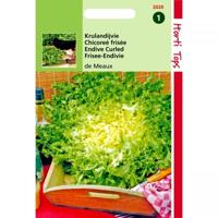 Zaden Krulandijvie De Meaux Hortitops - Hortitops - thumbnail
