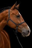Excellent Horse Premium Halster XS Mini Foal Zwart - thumbnail