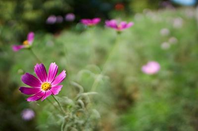 Samyang 21mm F1.4 AS UMC CS Sony E-Mount - thumbnail