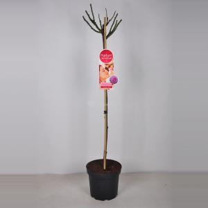 Rozen Blackberry Nip op stam Magenta paars - Stam 90 cm - 3 stuks