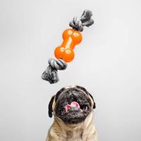Hondenspeelgoed Gloria Bot Oranje 12 - thumbnail