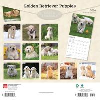Golden Retriever Puppies Kalender 2026 - thumbnail