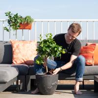 Citrus Lemon - Citroenboom - P21 - thumbnail