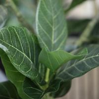 Ficus Audrey Kunstboom RT op stam 205cm - thumbnail