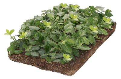 Plantenmat vasteplanten Euonymus Kardinaalsmuts prijs per 1m2 cm Covergreen - Covergreen Plantenmat vasteplanten Euonymus Kardinaalsmuts prijs per 1m2 cm Covergreen - Covergreen
