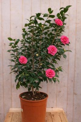 Japanse Roos Camellia Japonica Prof. Filippo Parlatore 140 cm rode bloemen Warentuin Natuurlijk - Warentuin natuurlijk