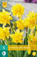 Narcissus Tete Boucle bloembollen 5 bollen Narcis JUB - Jub - thumbnail